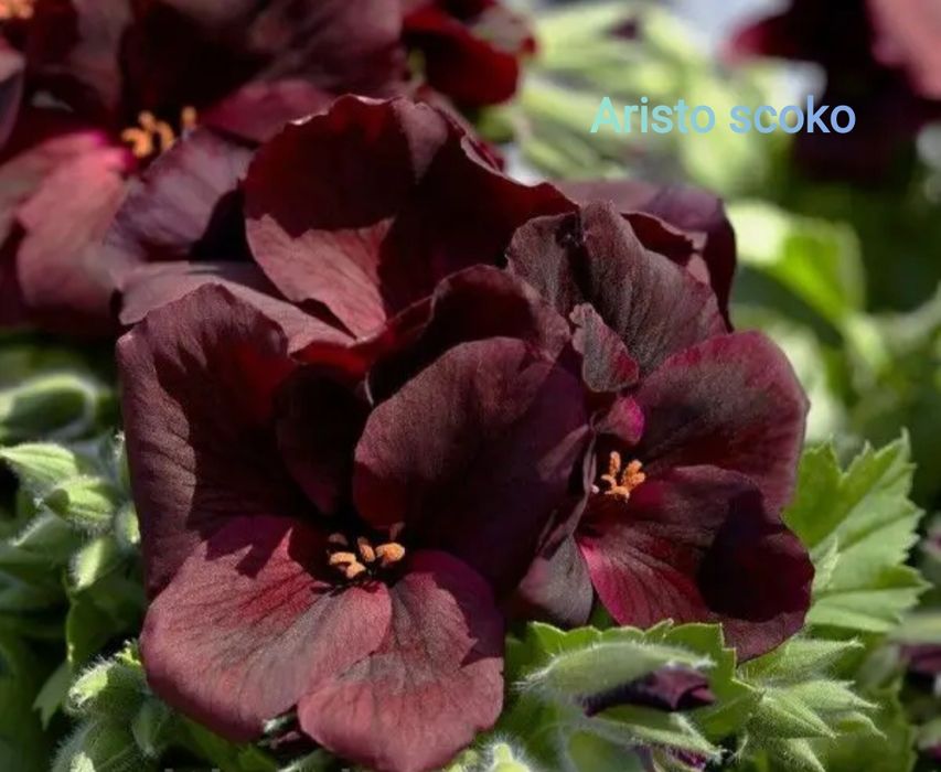 Королевская пеларгония