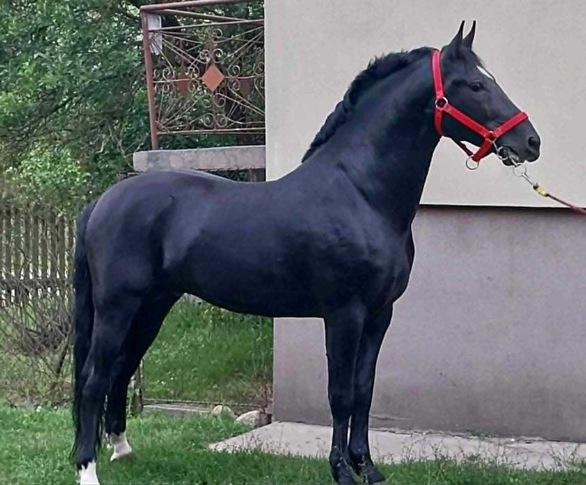 Ogier Śląski 6 lat kary
