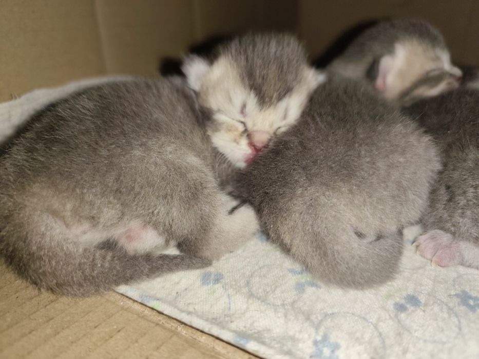 Бронювання кошенят