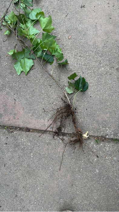 Hera planta trepadeira