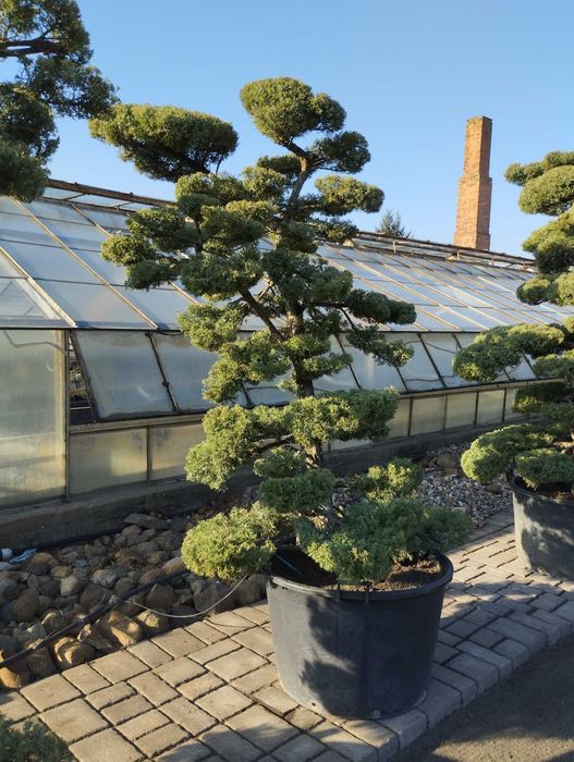 Bonsai Ogrodowe Jałowiec Produkcja własna Szkółka Zalasewo-Swarzędz