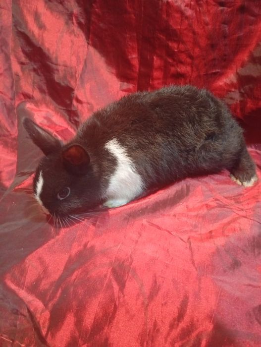 Coelhinho anão holandês