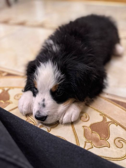 Цуценя Зененхунда