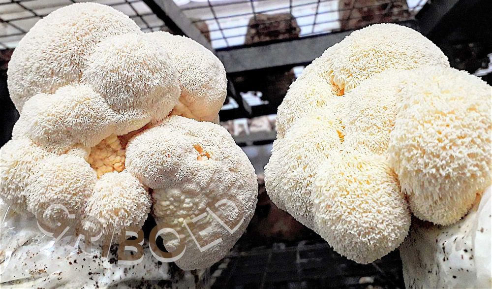 Ежевик гребенчатый (плоды + мицелий) сухой и перемолотый - 100 грамм!