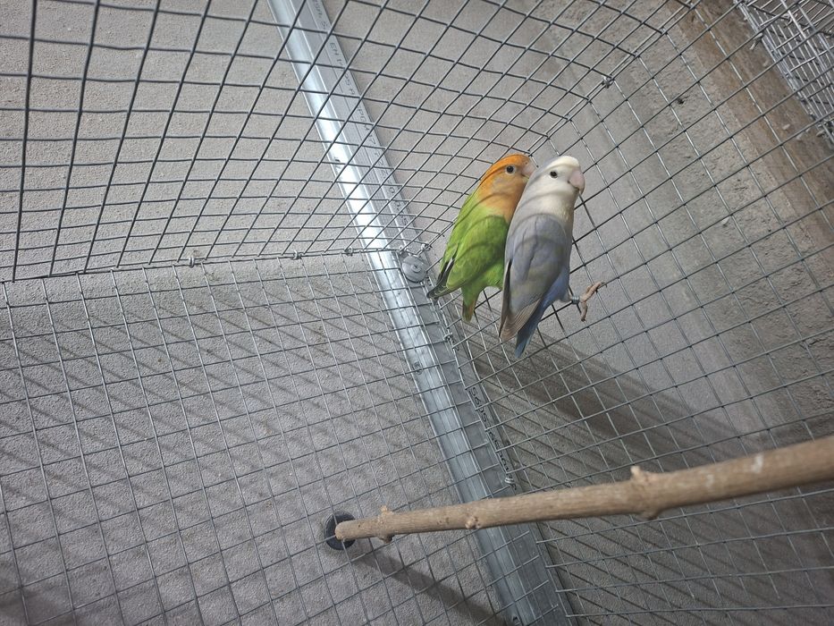 Vendo casais de agapornis