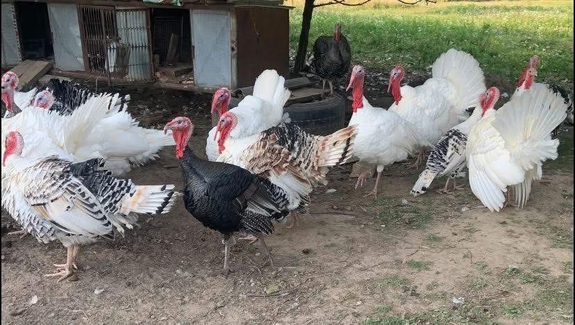 Індики,кури,індокачки(ваговики),кози(5літер молока)