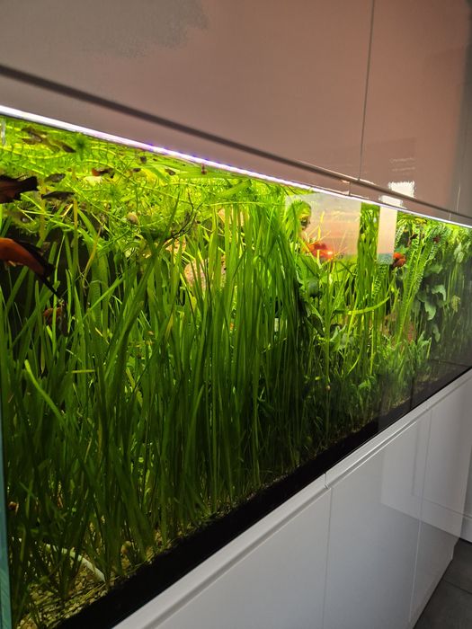 Trawa nurzaniec rośliny akwariowe