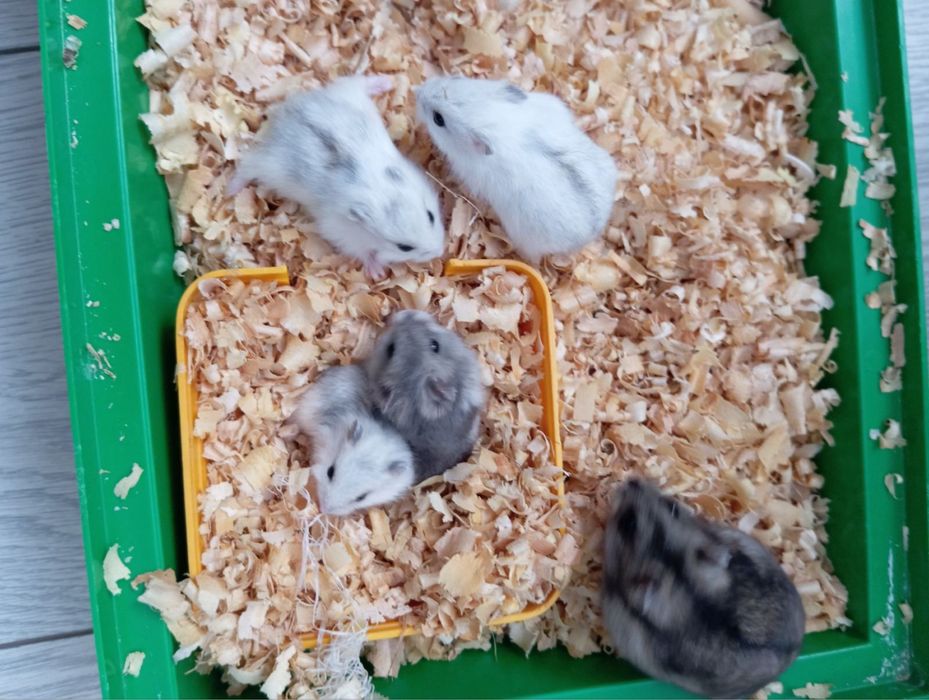 Хомʼяки, джунгарики