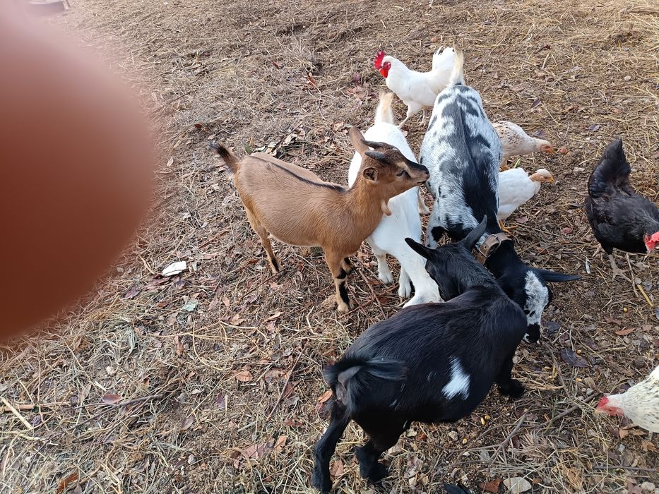 Vendem-se 3 cabritas anâs.