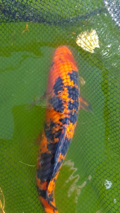 Carpas Koi  coloridas   Promoçao de   outono