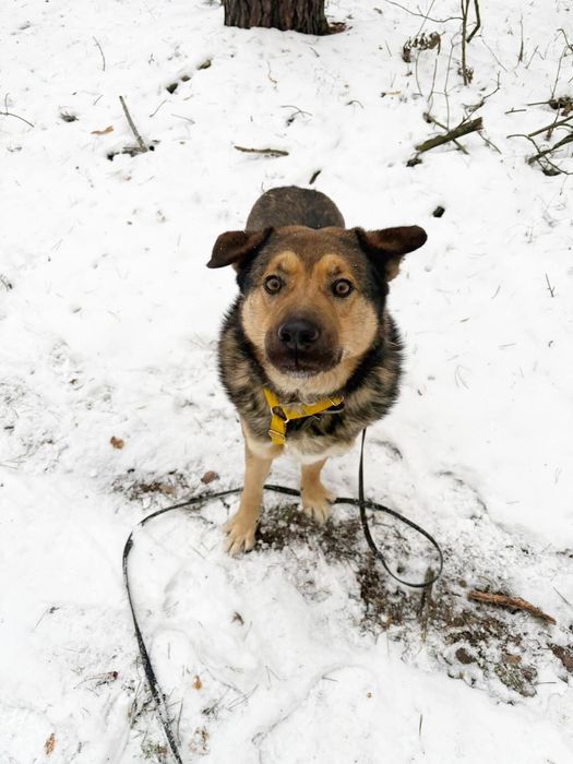 Bob kochany pies do adopcji