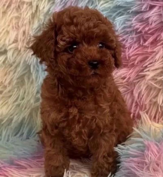 шикарний хлопчик ^*^