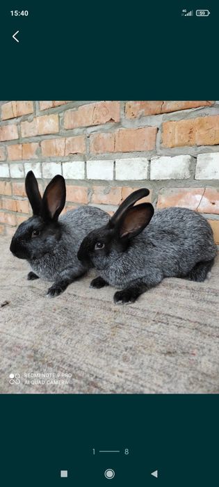 Кролики Полтавське срібло