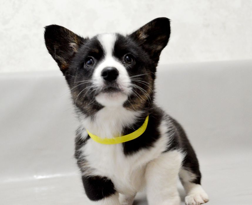 Чудова дівчинка вельш коргі кардіган