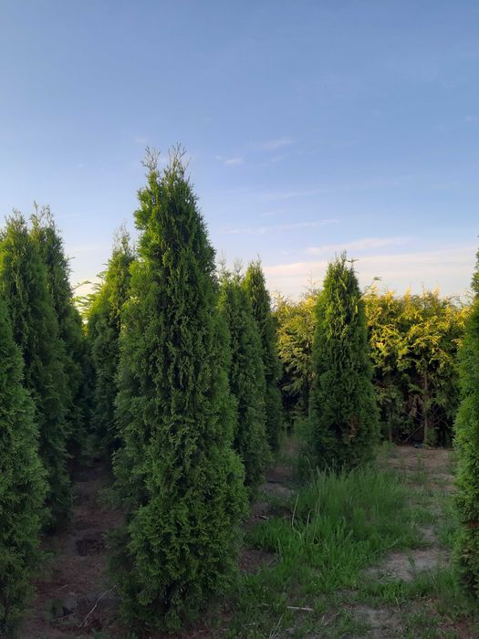 Thuja Smaragd 180- 200cm z GWARANCJĄ