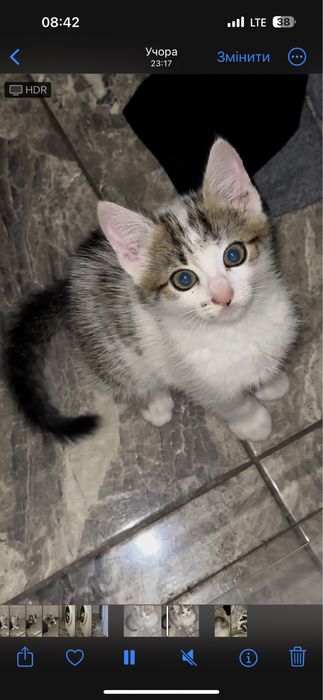 Віддаю в добрі руки