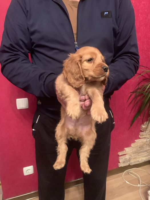 Продам цуценят Англійського Кокера