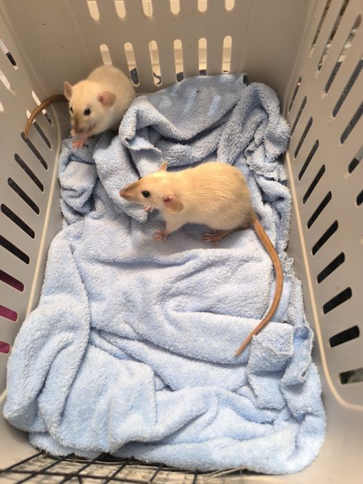 Dwa Szczury Dumbo Syjamskie Rasowe - STANDARD