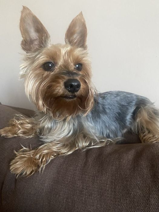 Opieka nad psem i kotem/ psi hotel