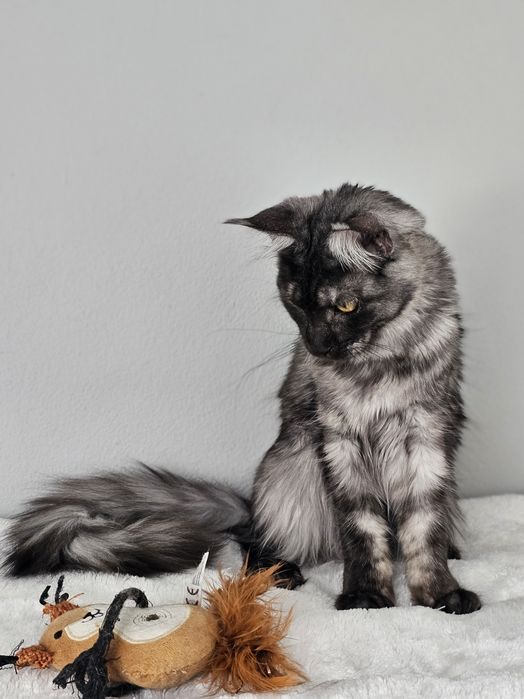 Rezerwacja Kotka rasy Maine Coon FPL
