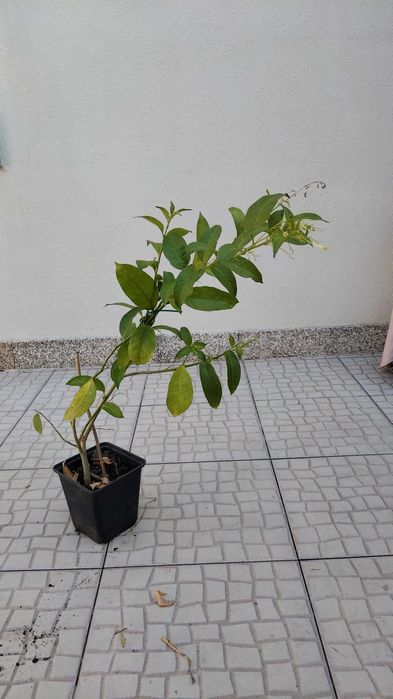Planta Dama da noite perfumada (cestrum)