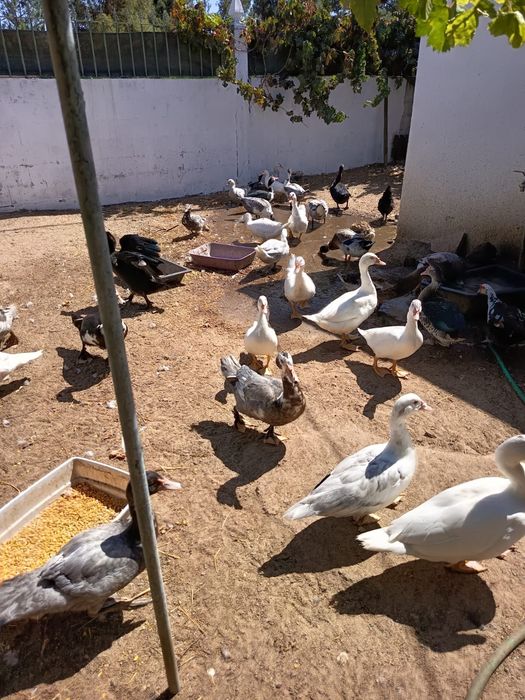 Vendo patos mudos jovens (6 meses) 7€