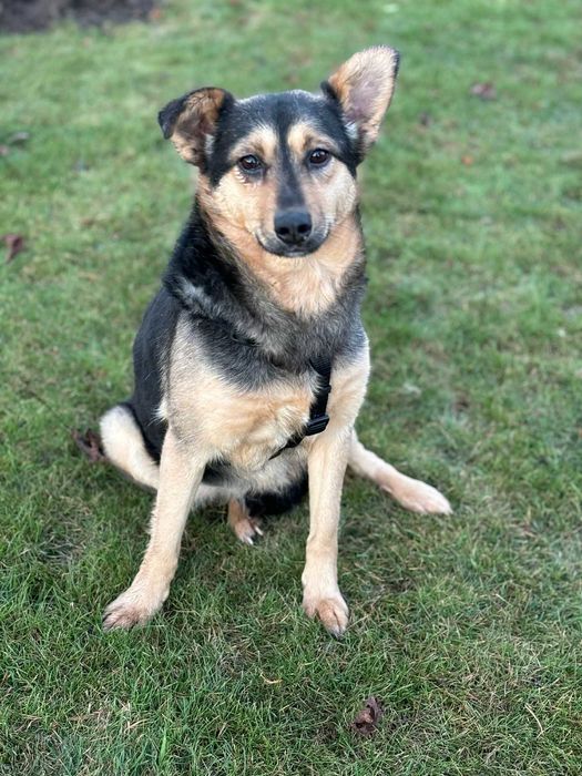 Niesamowicie przyjacielska cudowna sunia adoptuj