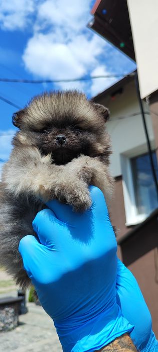 Яскраві цуценята! Терміново