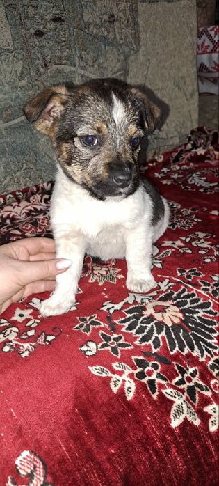 Грайливе цуценя шукає дім