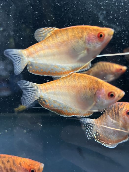 Gurami Red Aqualife