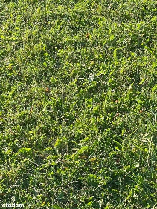 Glęźnowo Nowe Działki od 300 do 5000m2