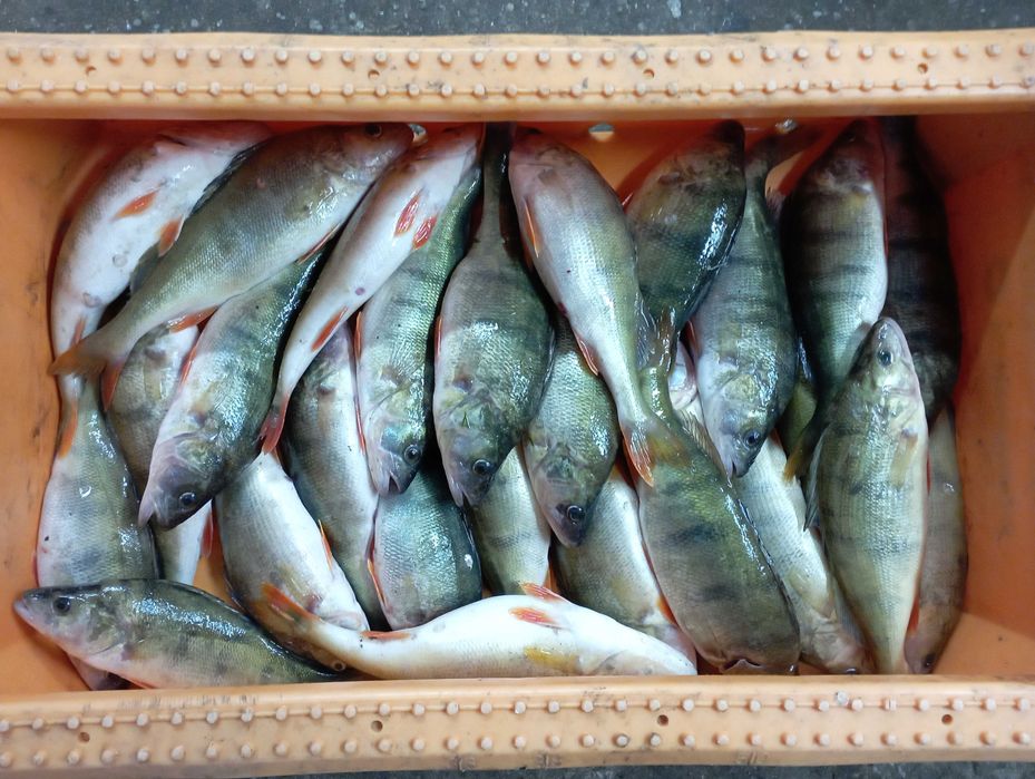 PŁOĆ- sprzedaż ryb konsumpcyjnych