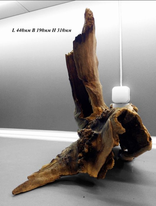 Коряга в аквариум (террариум) с Клена.