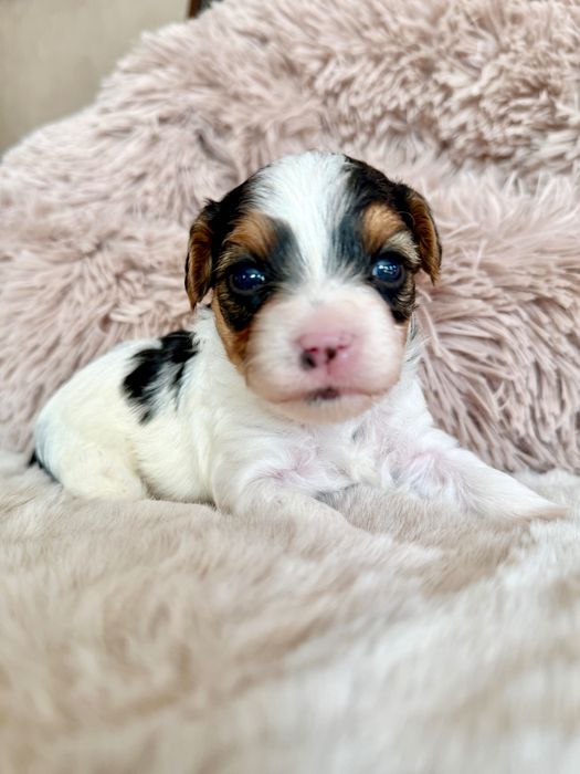 RAFAELLO York Biewer,pełny rodowód PFK, przegląd u sędzi DO Rezerwacji