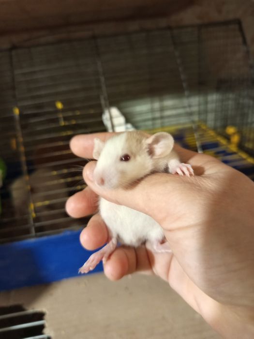 Маленькие крысята сиамские Дамбо