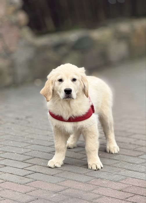 Golden Retriever gotowy do zmiany domu - 4 miesieczny
