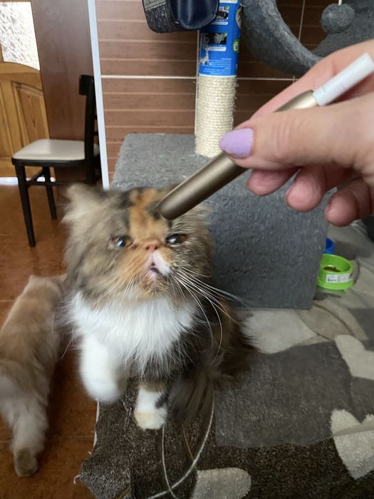 Персидская молодая кошечка