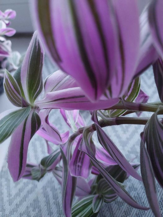 Продам традисканцію рожеву