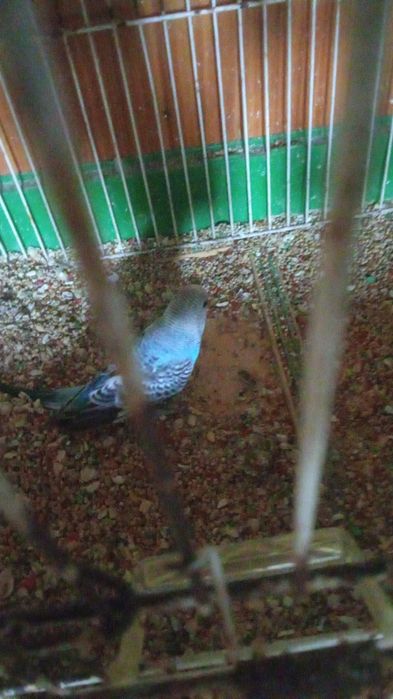 Mandarins/Piriquitos Aves todas de 2025 anilhadas