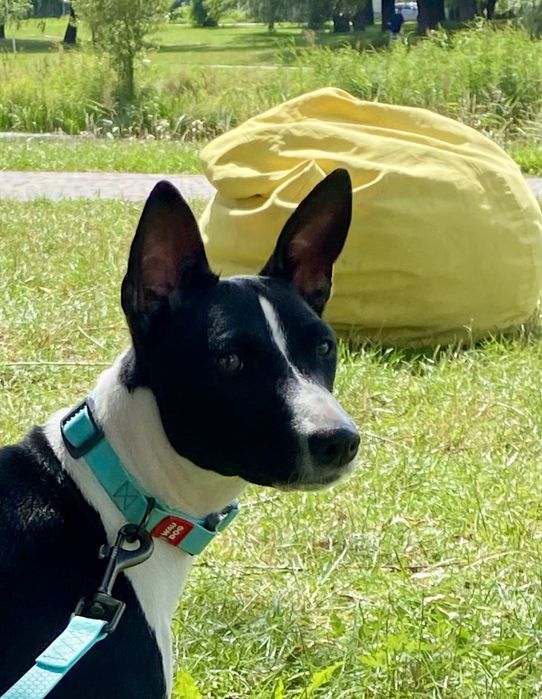 Цуценята басенджи для справжніх поціновувачів