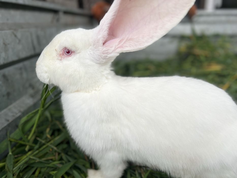 Кролики Бельгійський фландр