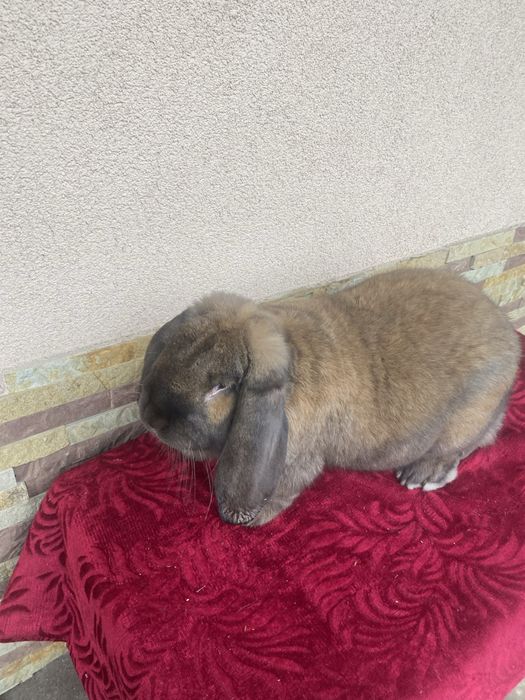 Молоді кролики  Ф..Б. Самички і  самці .