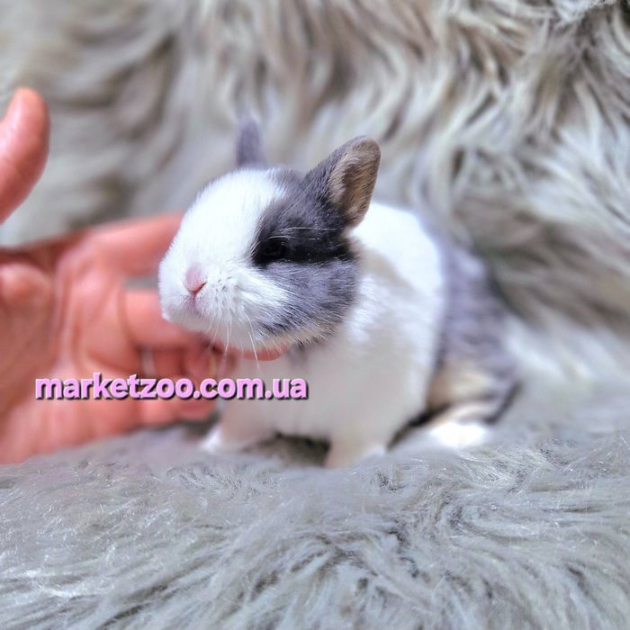 Карликовий карликовый міні кролик Mini netherland rabbit дівчинка