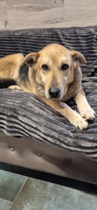 Piesek okolo 8 lat