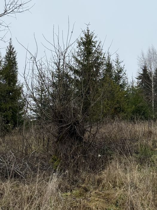 Продається ділянка у с. Пилипець