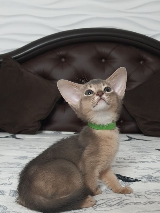 Абиссинский мальчик)