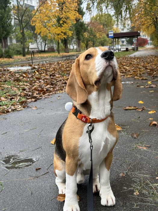 Вязка бігля вік 1.3 роки