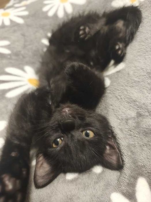 WANDZIA - 3-miesięczna śliczna czarna koteczka do adopcji