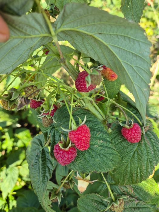 Sprzedam Maliny na sok