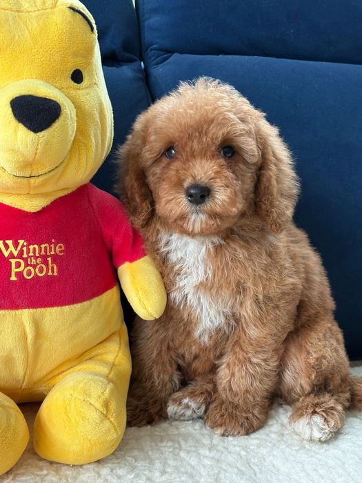 szczeniak Cavapoo samiec